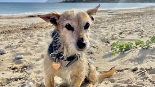 Spaziergang mit Hund an einem Strand auf Mallorca Spaziergang mit Hund an einem Strand auf Mallorca
