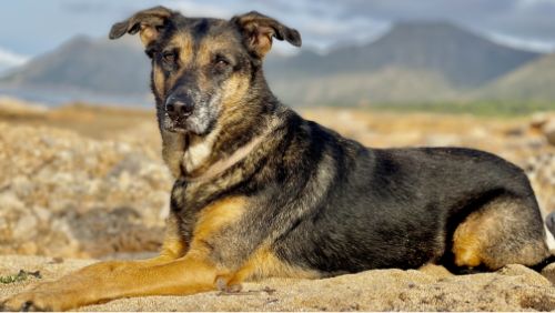 Mallorca mit Hund Mallorca mit Hund