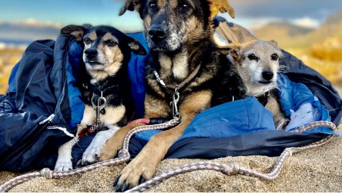 Drei Hunde an einem hundefreundlichen Strand auf Mallorca Drei Hunde an einem hundefreundlichen Strand auf Mallorca