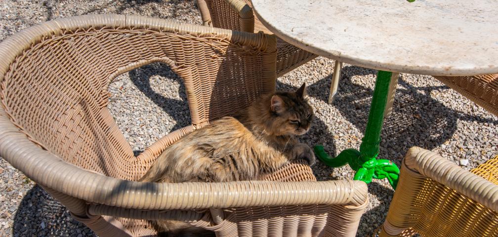 Finca Sa Vinya des Compte