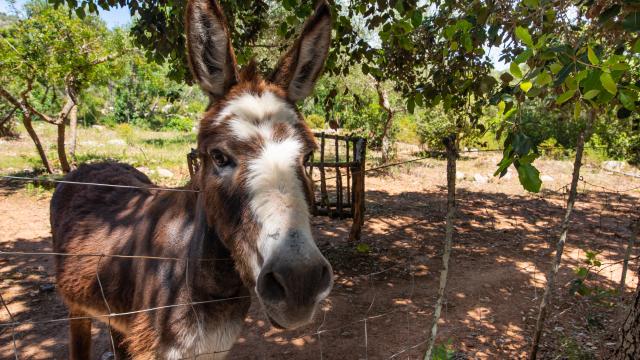 Finca Els Nou Cortons