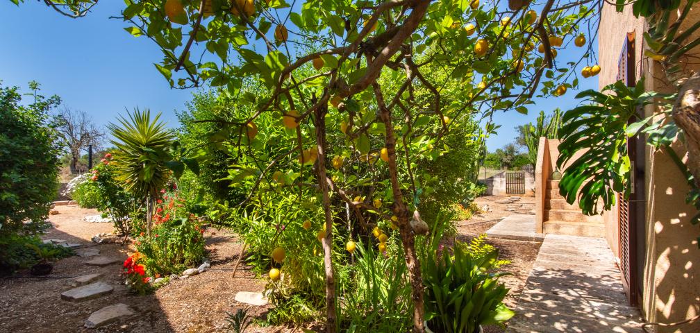 Finca Sa Granja d'es padrí