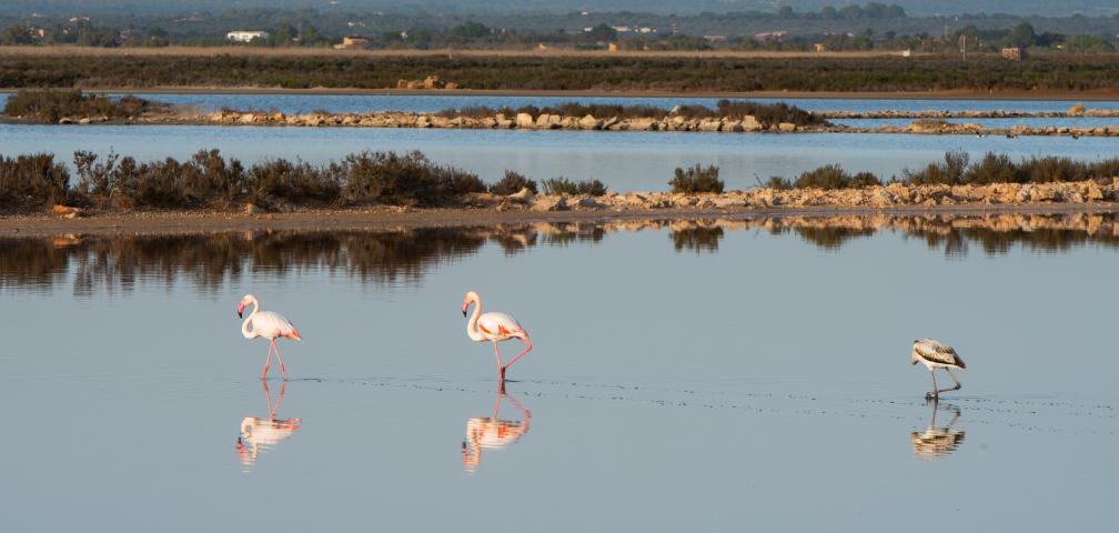 Finca Es Moli Des Trenc